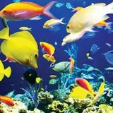 Coralis M 2000 - Constructii, amenajari acvarii, comercializare pesti exotici